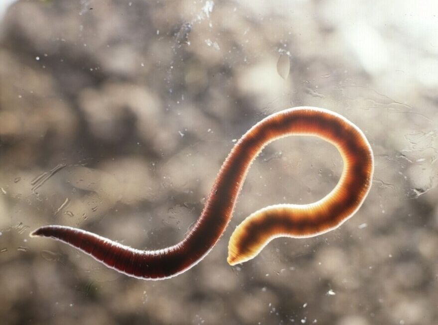 Helminths